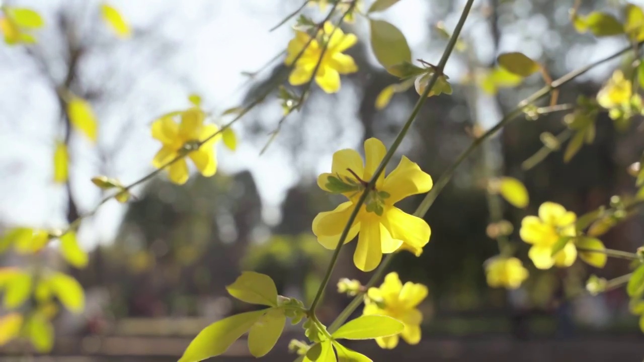 春天阳光下盛开的迎春花视频素材