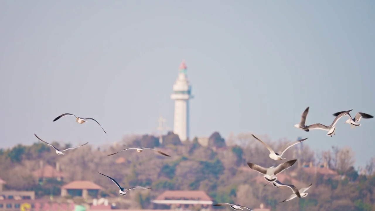 城市中的灯塔与飞鸟海鸥视频下载