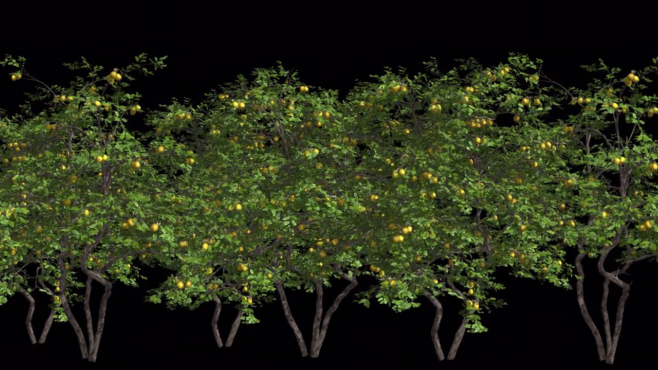 一组生长结果实的柠檬树带透明通道视频素材