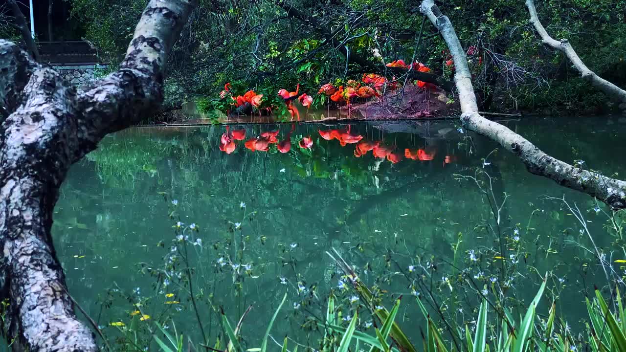 野生动物一群红色火烈鸟湖泊背景特写视频下载