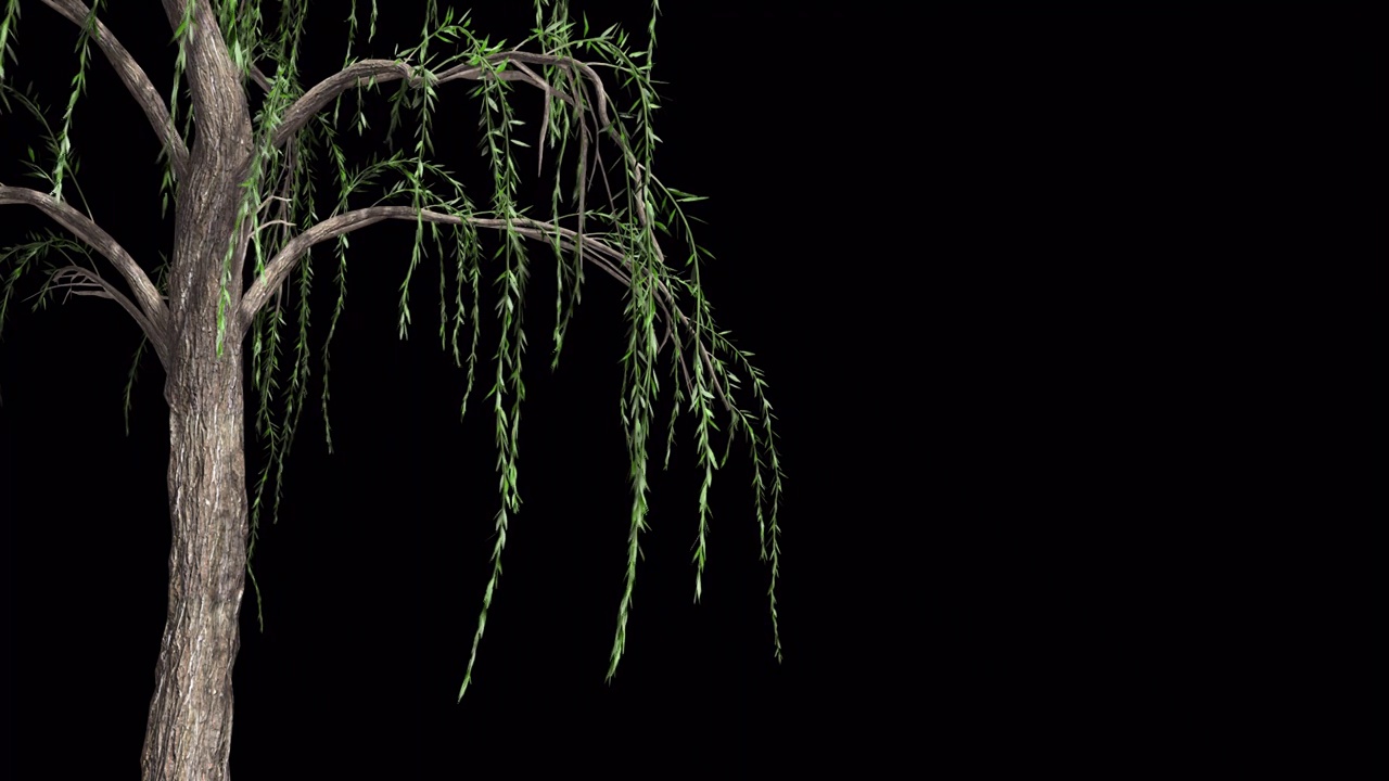 柳树枝条生长发芽动态含透明通道（合集）视频素材