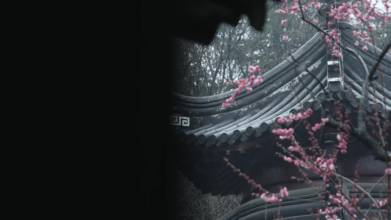 春雨中的南京梅岗梅花盛开视频素材