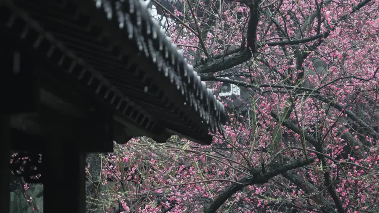 雨中安静优美的古典庭院视频素材