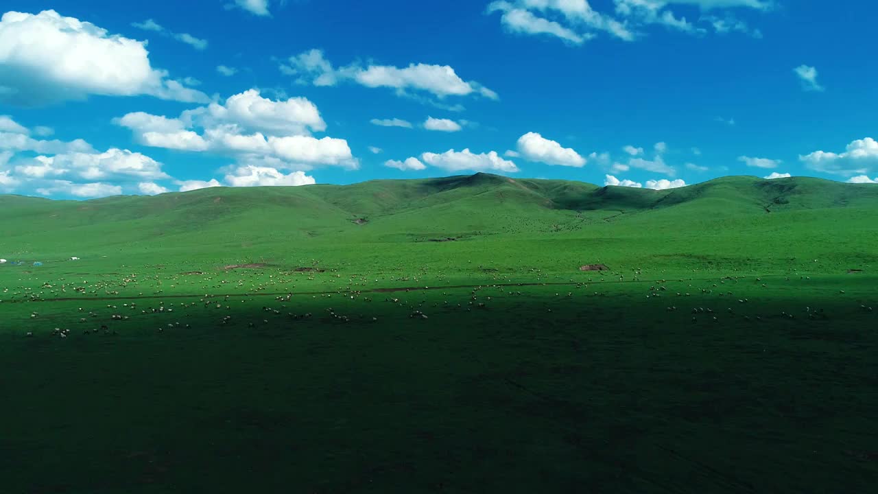 航拍甘南大草原和羊群视频下载