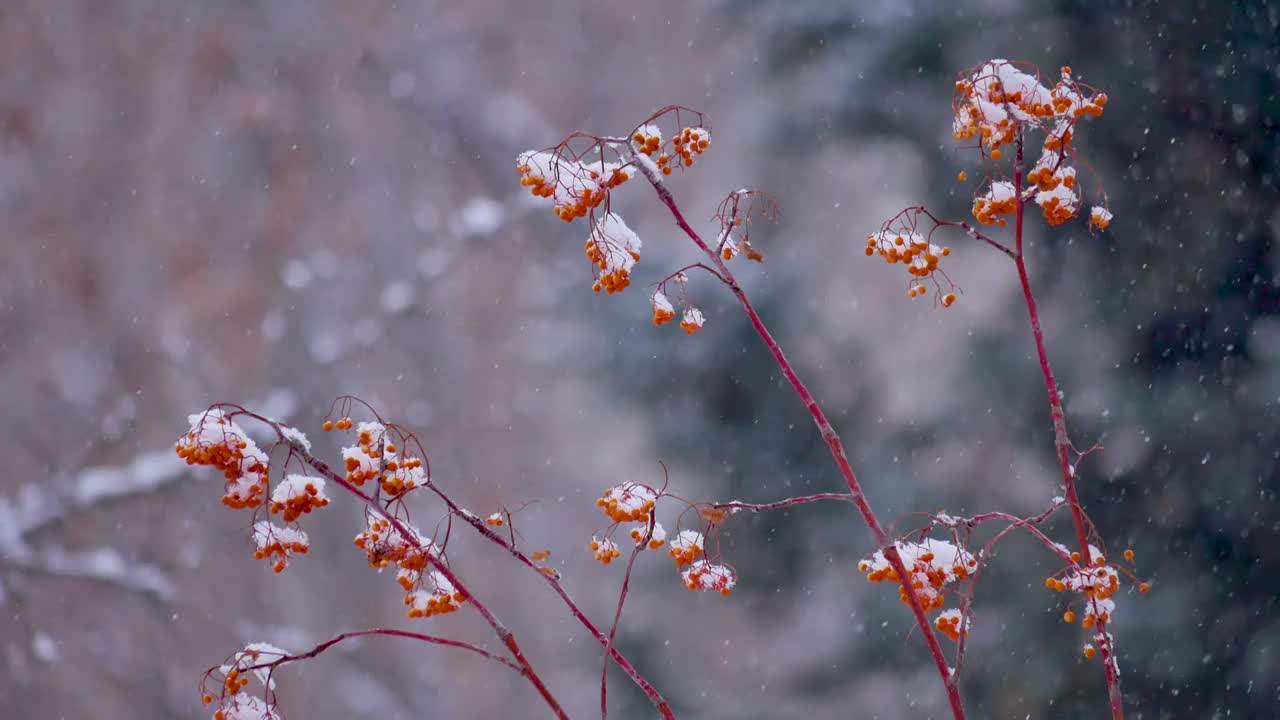 冬天雪中的花秋树视频素材