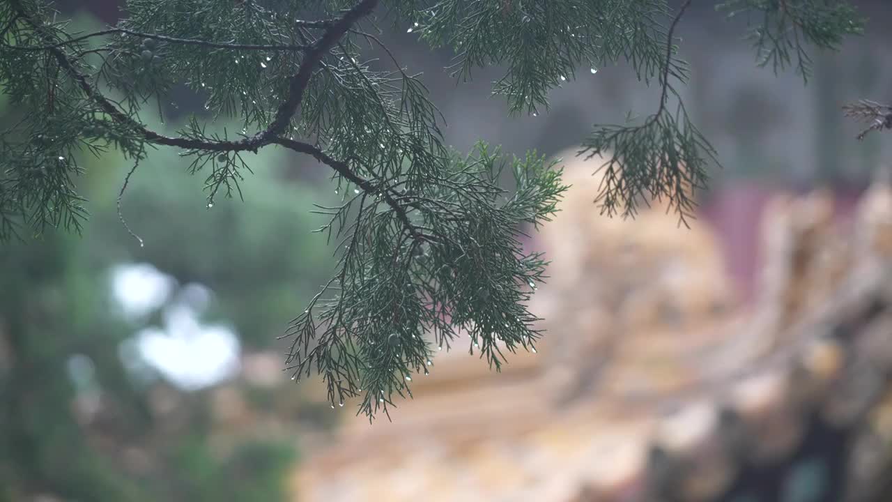 雨中故宫视频素材
