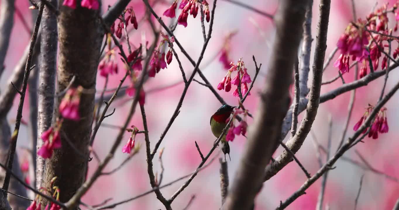 春天 太阳鸟Aethopyga siparaja （Raffles）视频素材