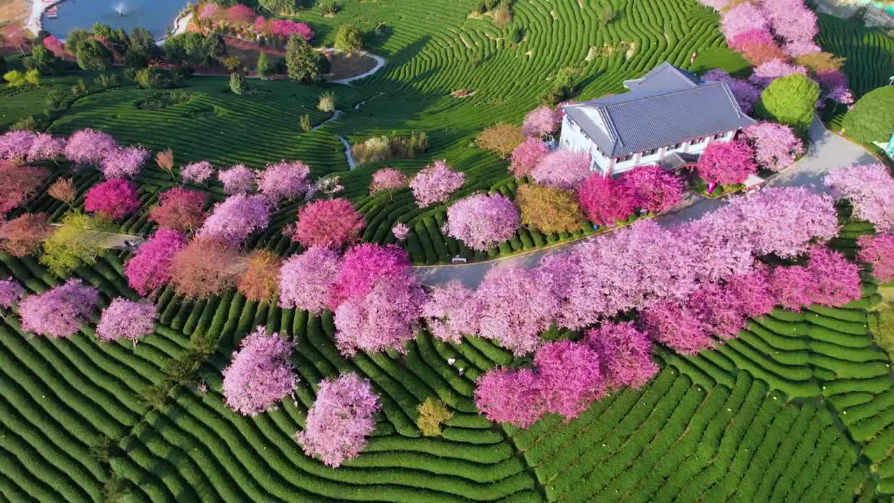 中国福建省永福台品樱花园盛开的樱花视频下载