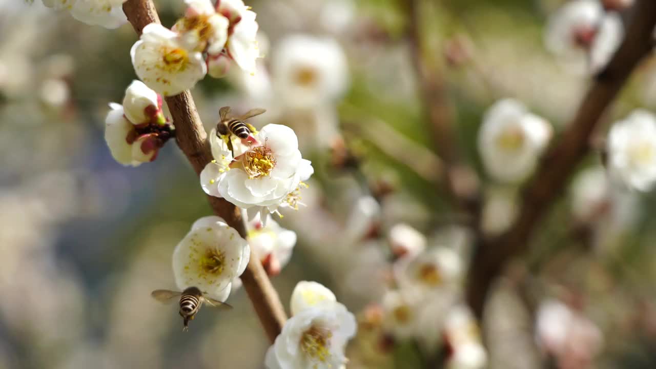 春天惊蛰时节，蜜蜂在花朵上授粉采蜜视频下载
