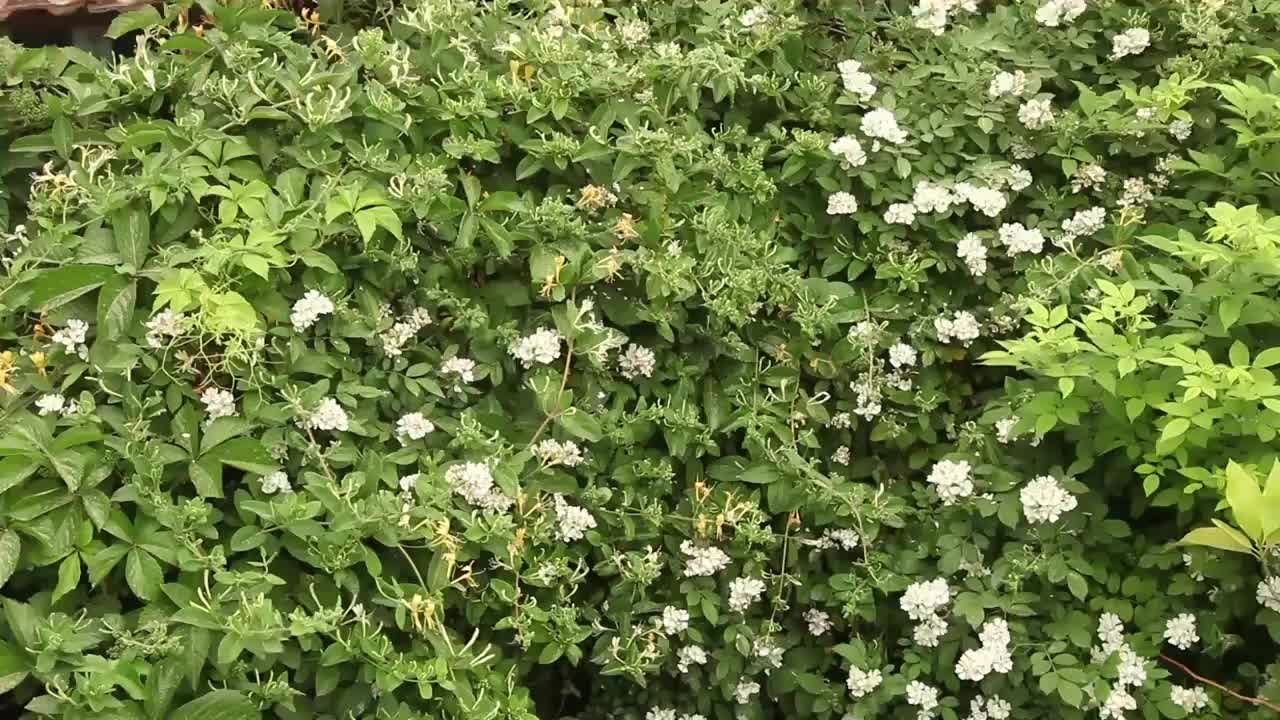 蔷薇花视频素材