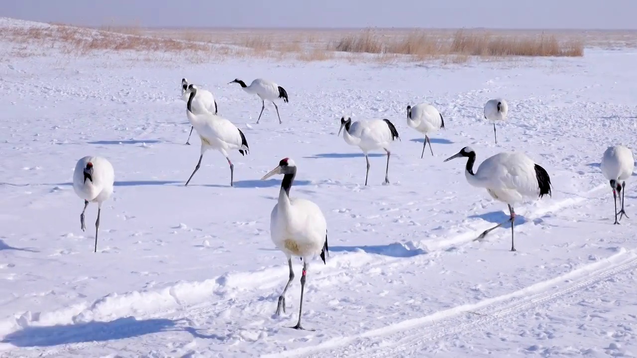 黑龙江省齐齐哈尔市扎龙国家级自然保护区冬季雪地丹顶鹤视频下载