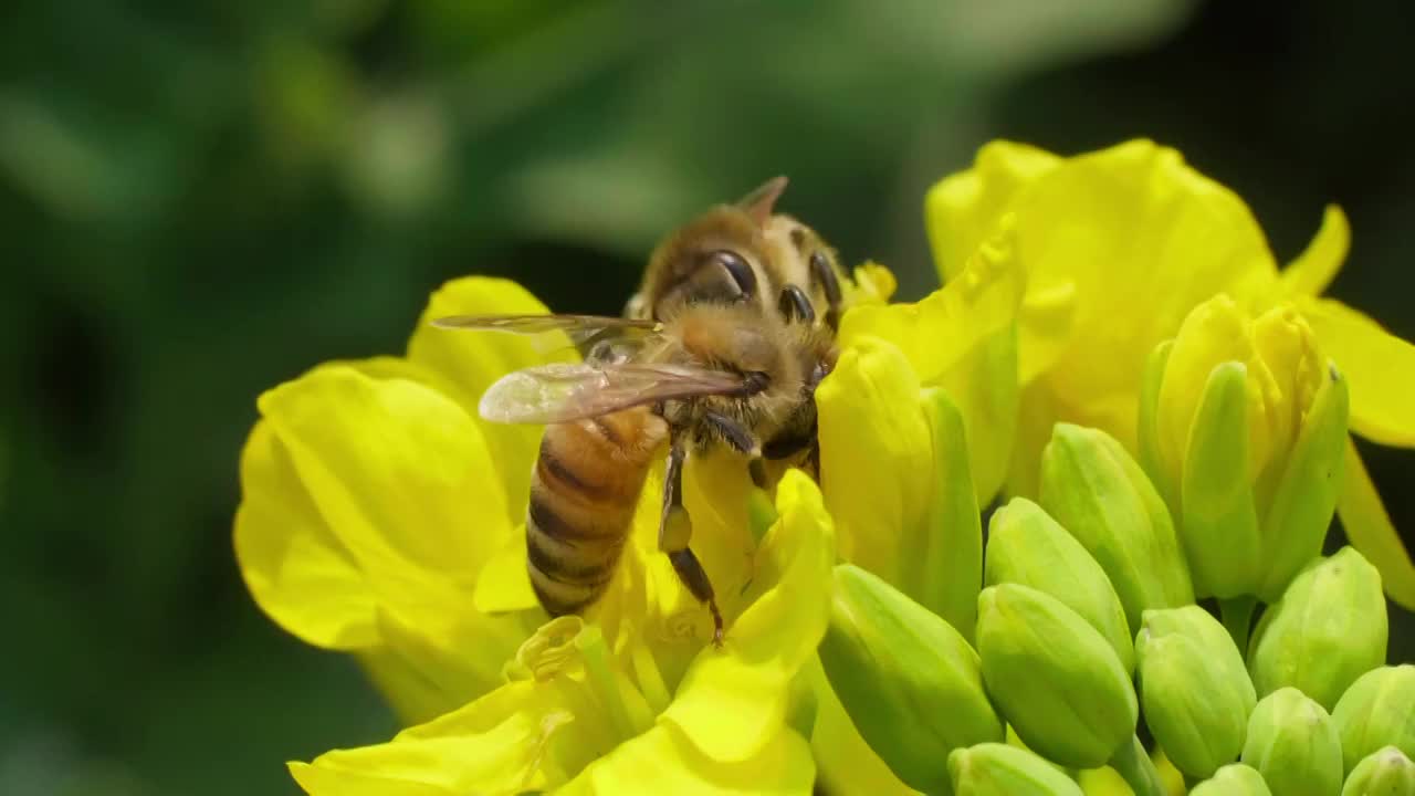 油菜花上采蜜的蜜蜂特写微距慢镜头视频下载