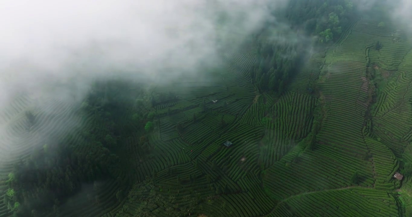 航拍春天四川绿茶园茶山风光云雾下的茶田视频素材