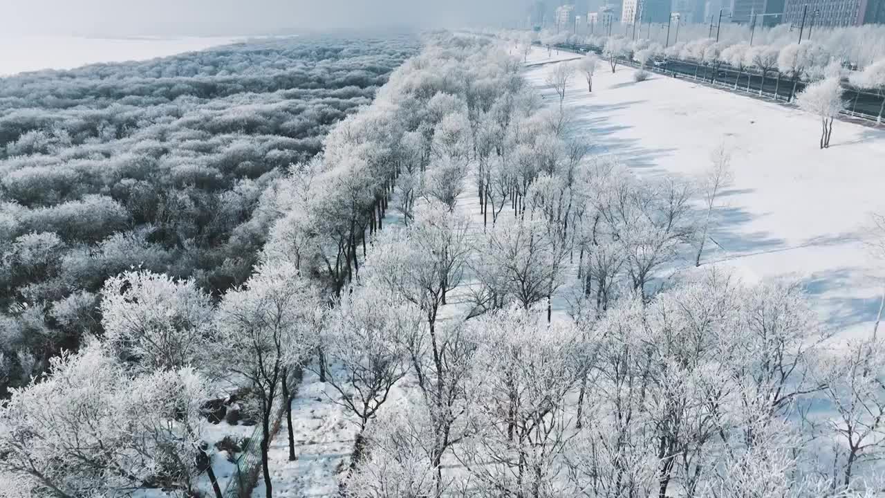 4K，60帧，哈尔滨，冬季，雾凇，城市，公路，松花江，树视频下载