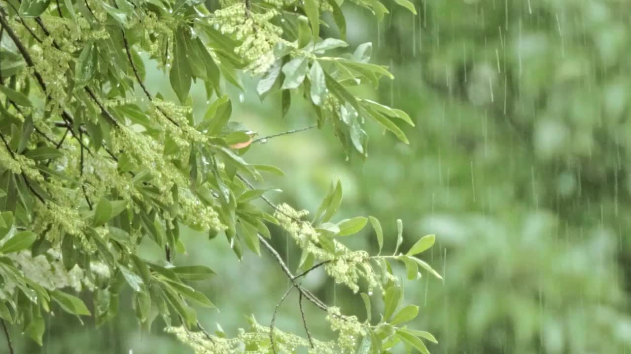 4K森林下雨 雨水惊蛰谷雨立春意境视频下载