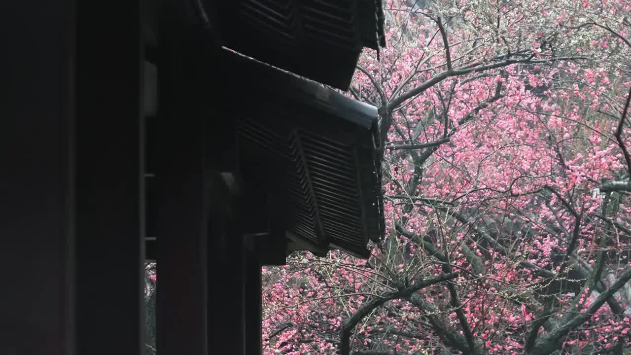 春色满园的江南庭院视频素材