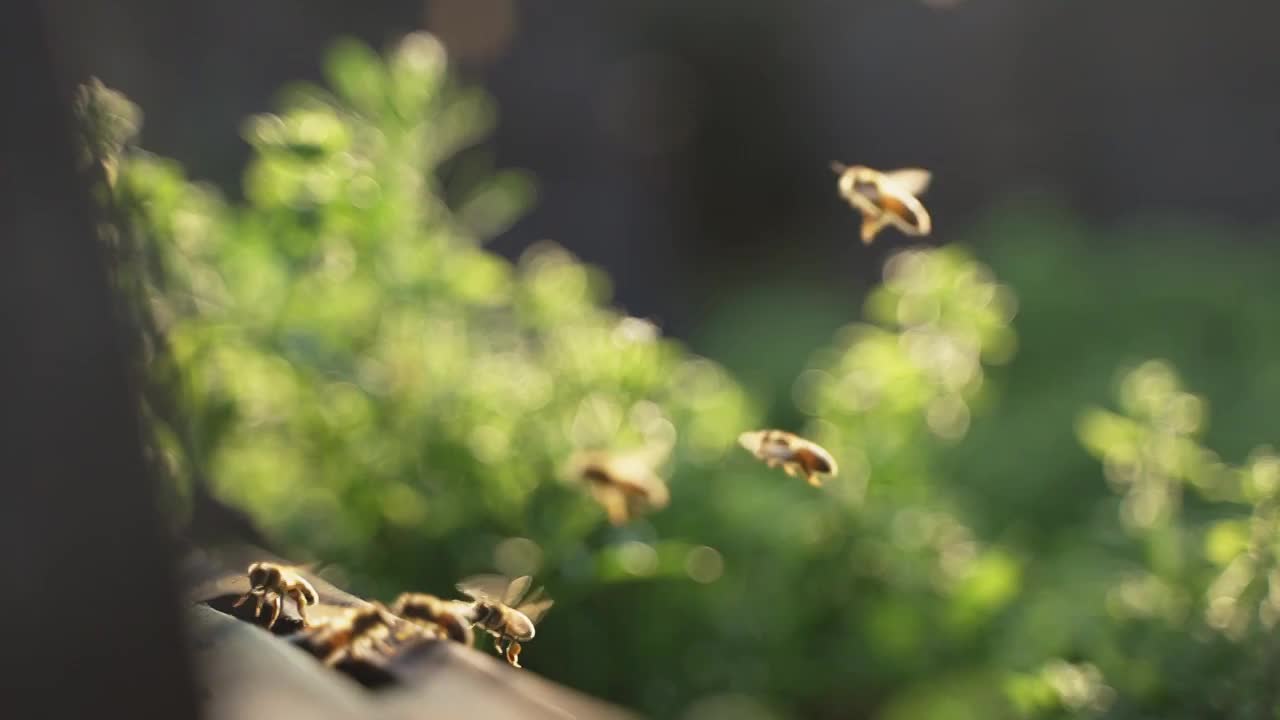 春天的田野里蜜蜂飞舞慢镜头视频下载