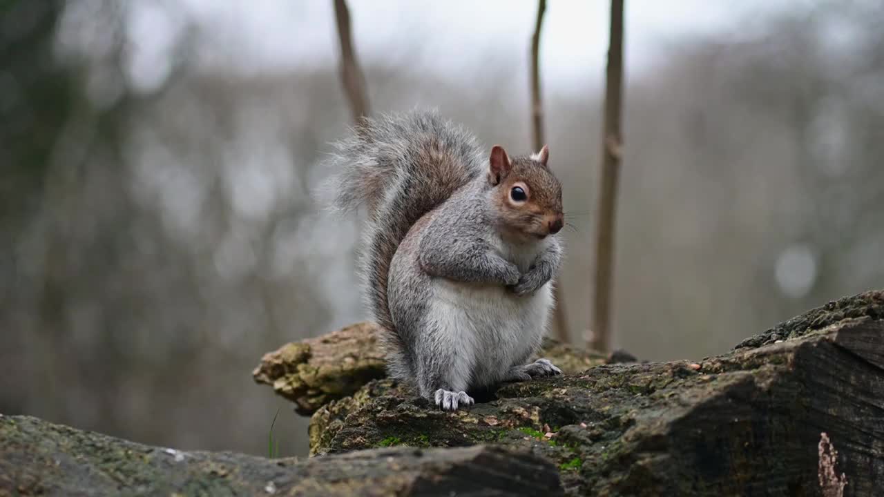 英国小松鼠吃食物花生坚果视频下载