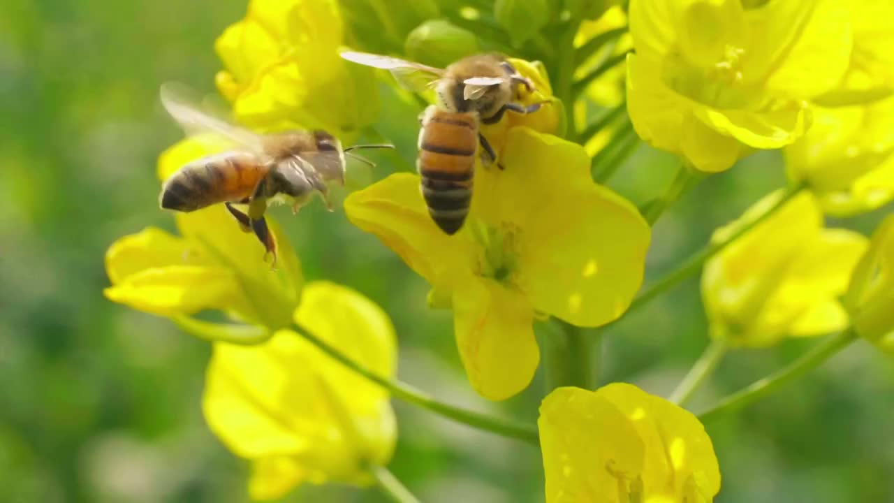 春天金黄色的油菜花上蜜蜂采蜜慢镜头视频下载