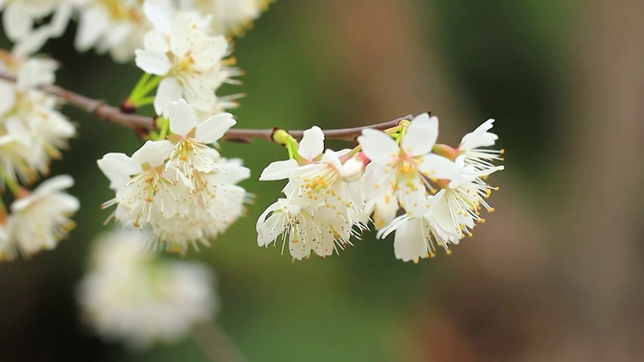 樱花在春天盛开视频素材