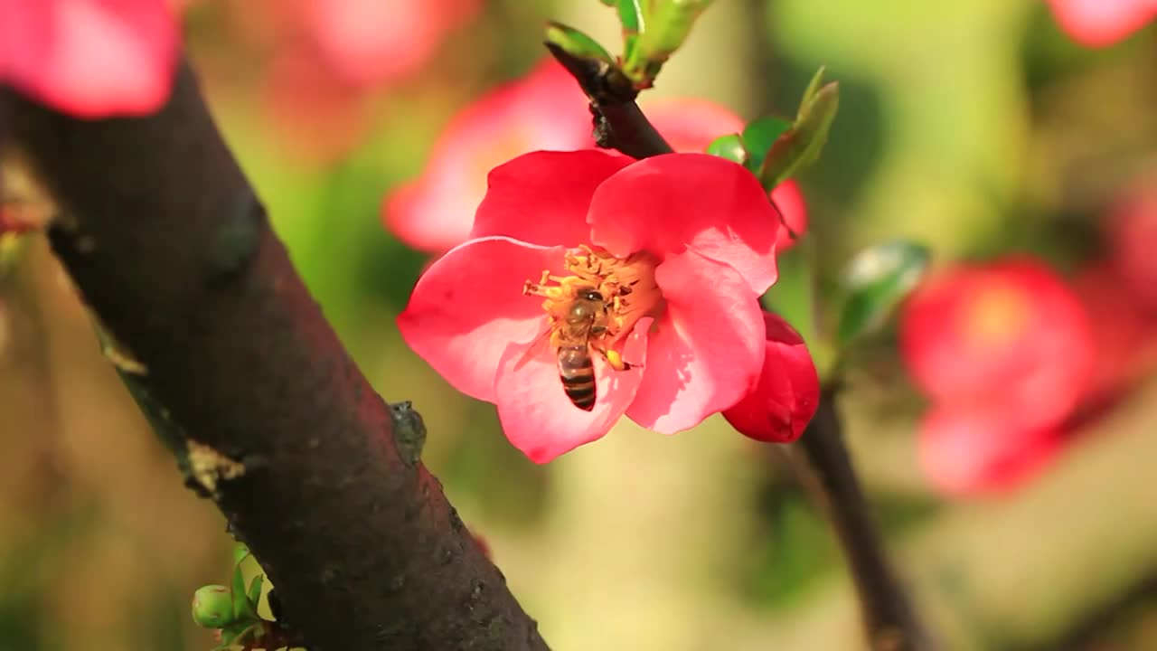 春天的海棠花采粉的小蜜蜂视频素材