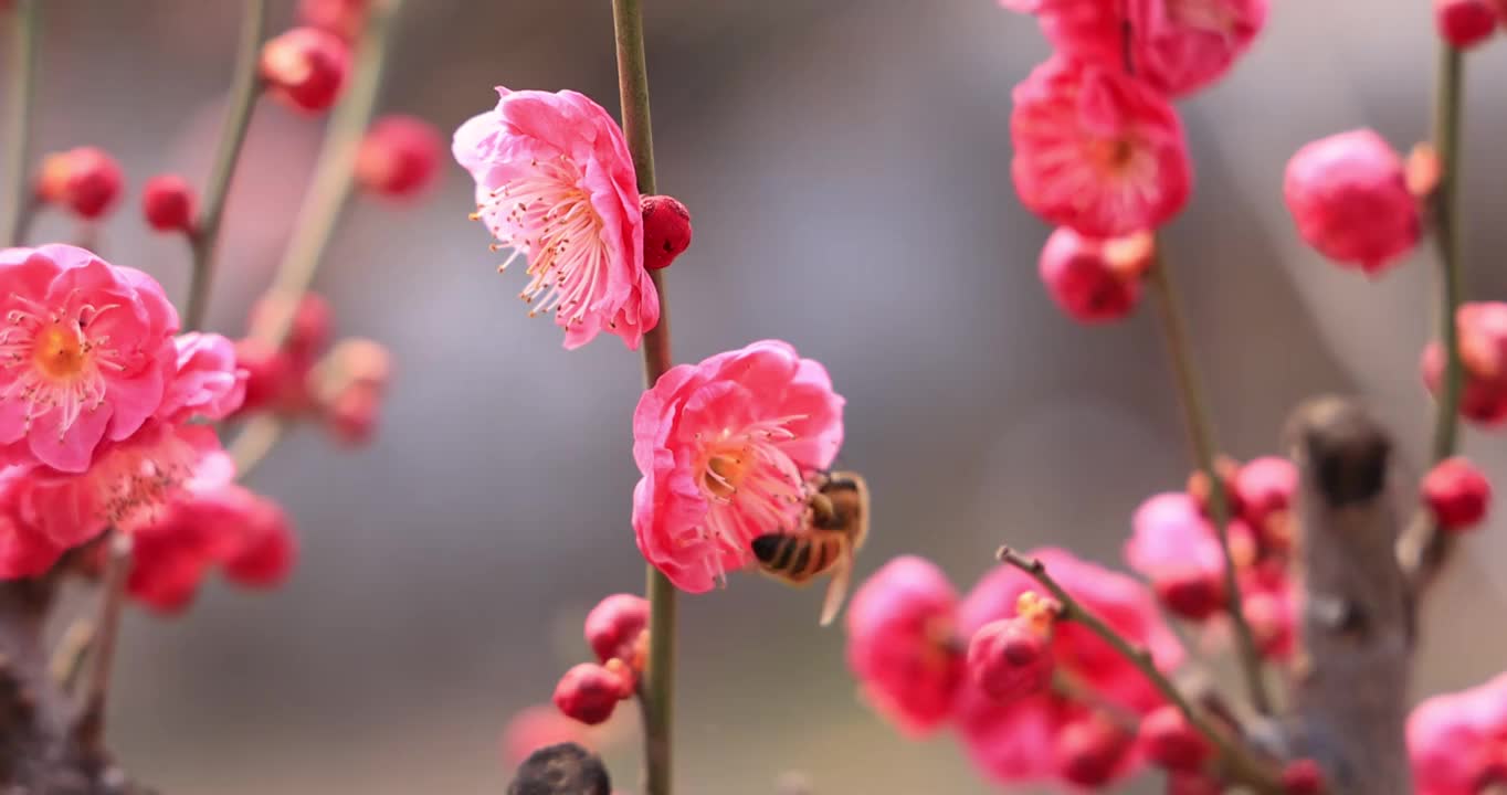 红梅花绽放，蜂儿采蜜忙视频下载