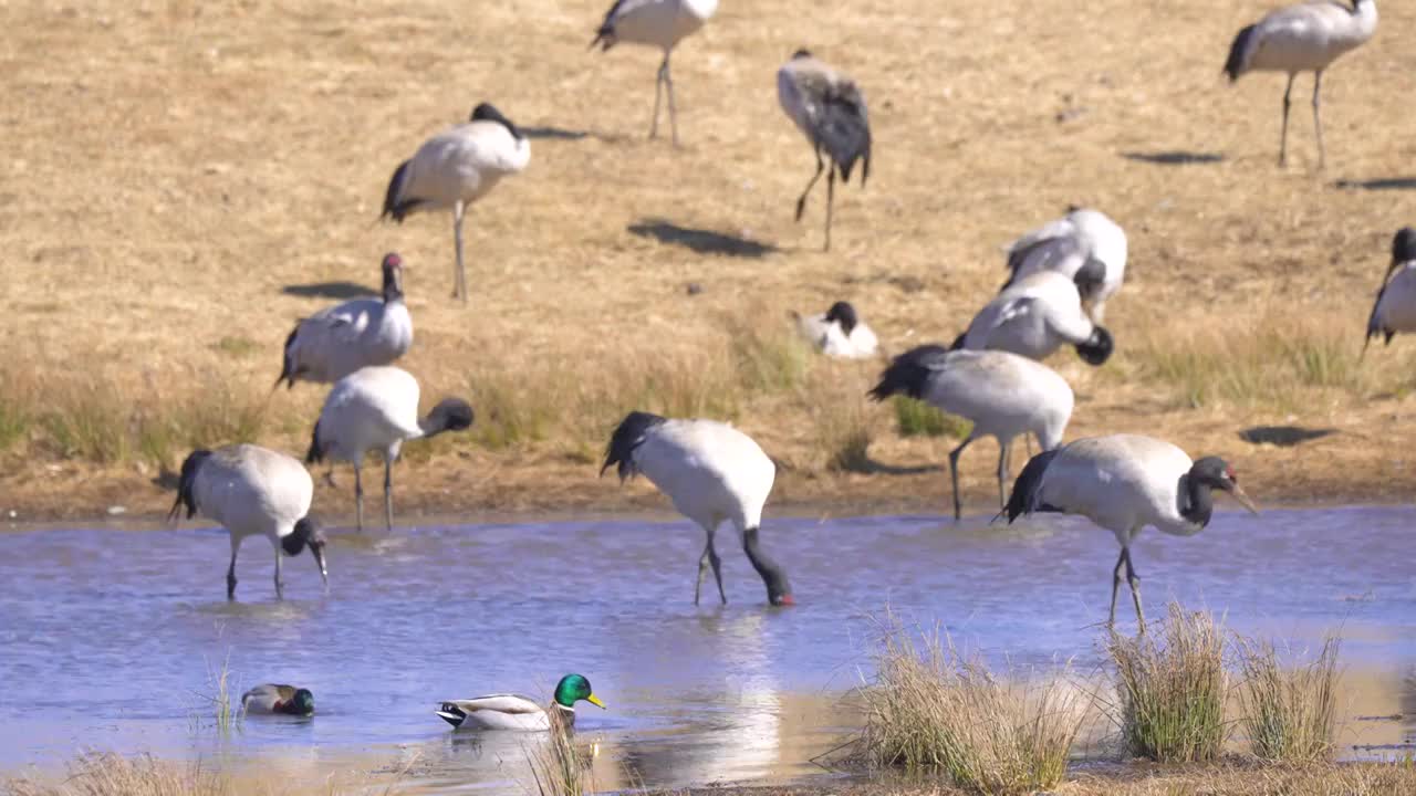 4K航拍 云南大山包湖边的黑颈鹤视频下载