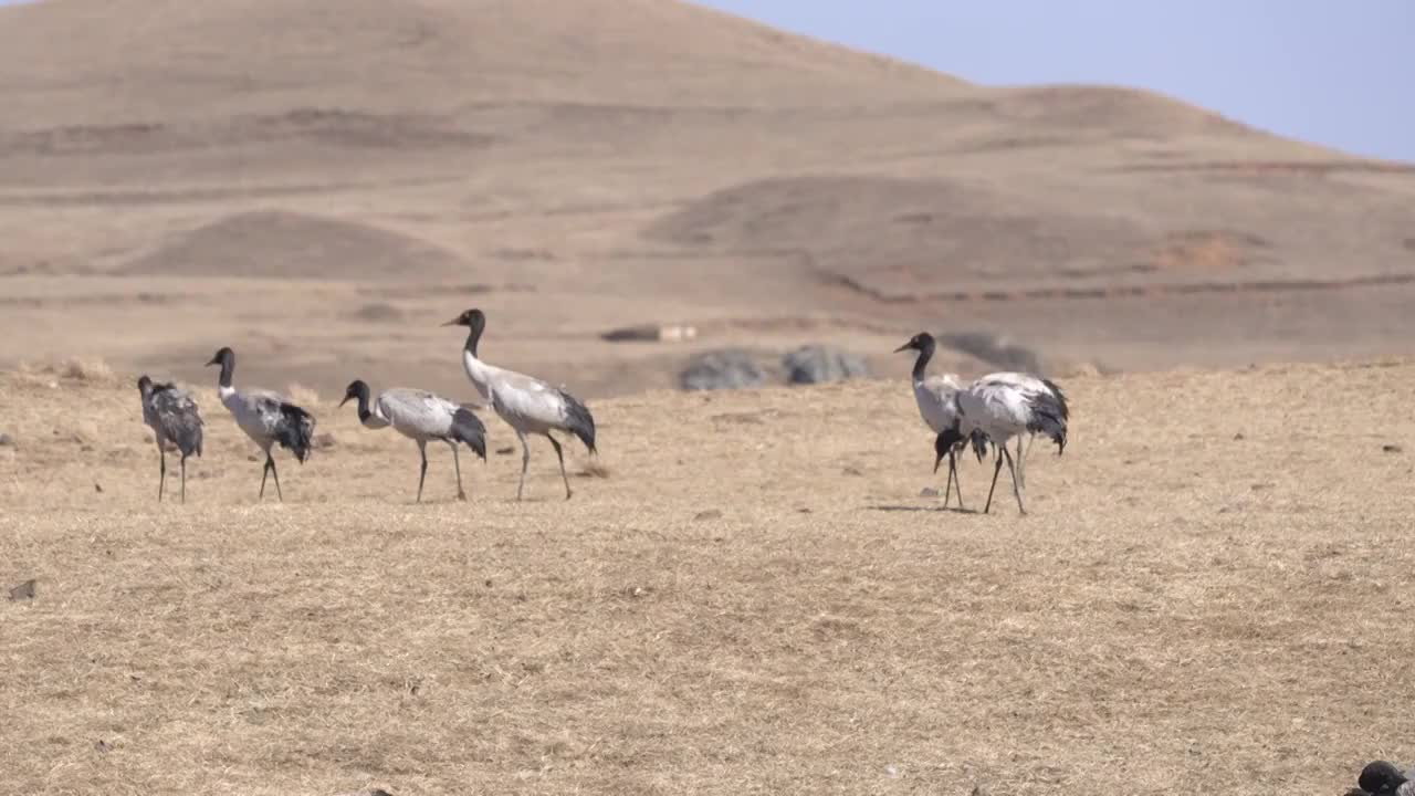 4K航拍 云南大山包黑颈鹤群视频素材