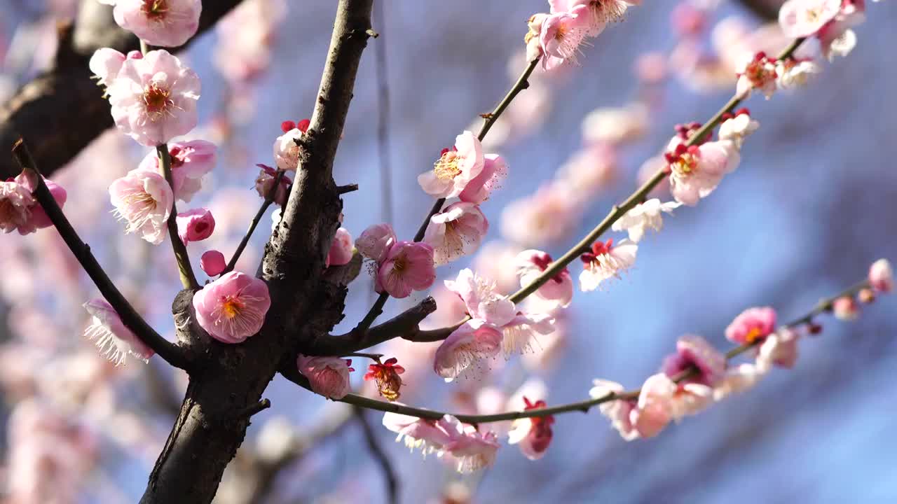 春天晴朗天气阳光下的梅花盛放灿烂清幽视频下载