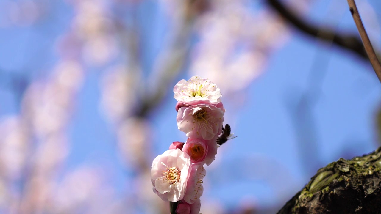 梅花暗香浮动，春天蜜蜂忙授粉采蜜视频下载
