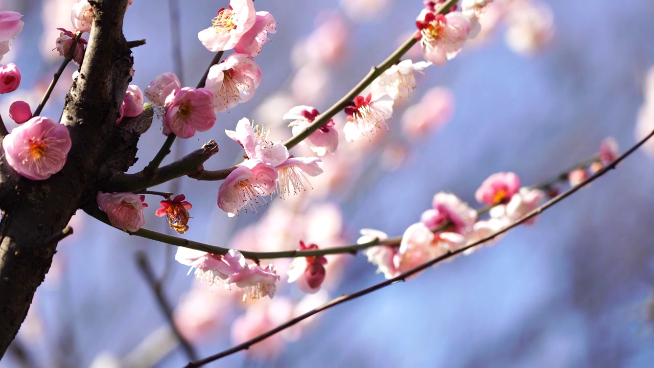 唯美的春天盛放灿烂清幽的梅花视频购买