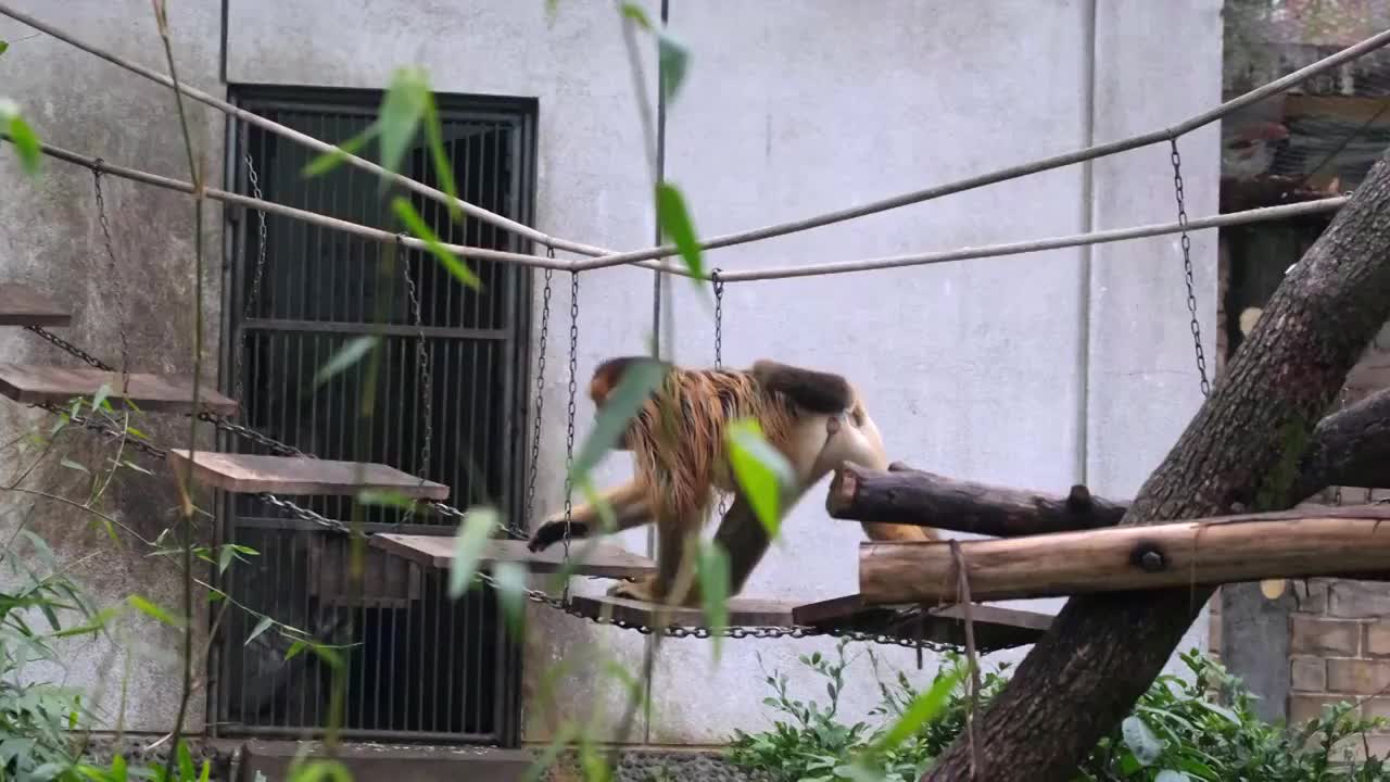成都动物园的金丝猴视频素材