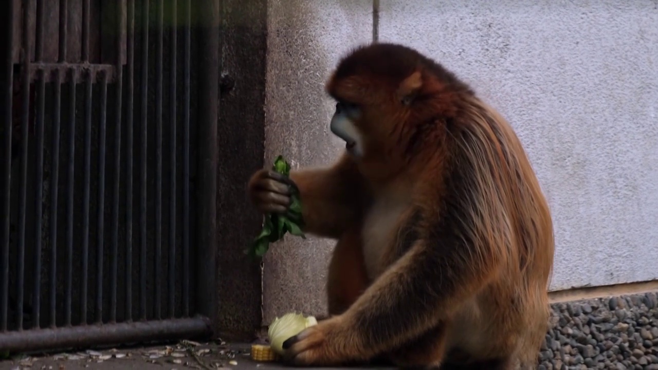 成都动物园的金丝猴视频素材
