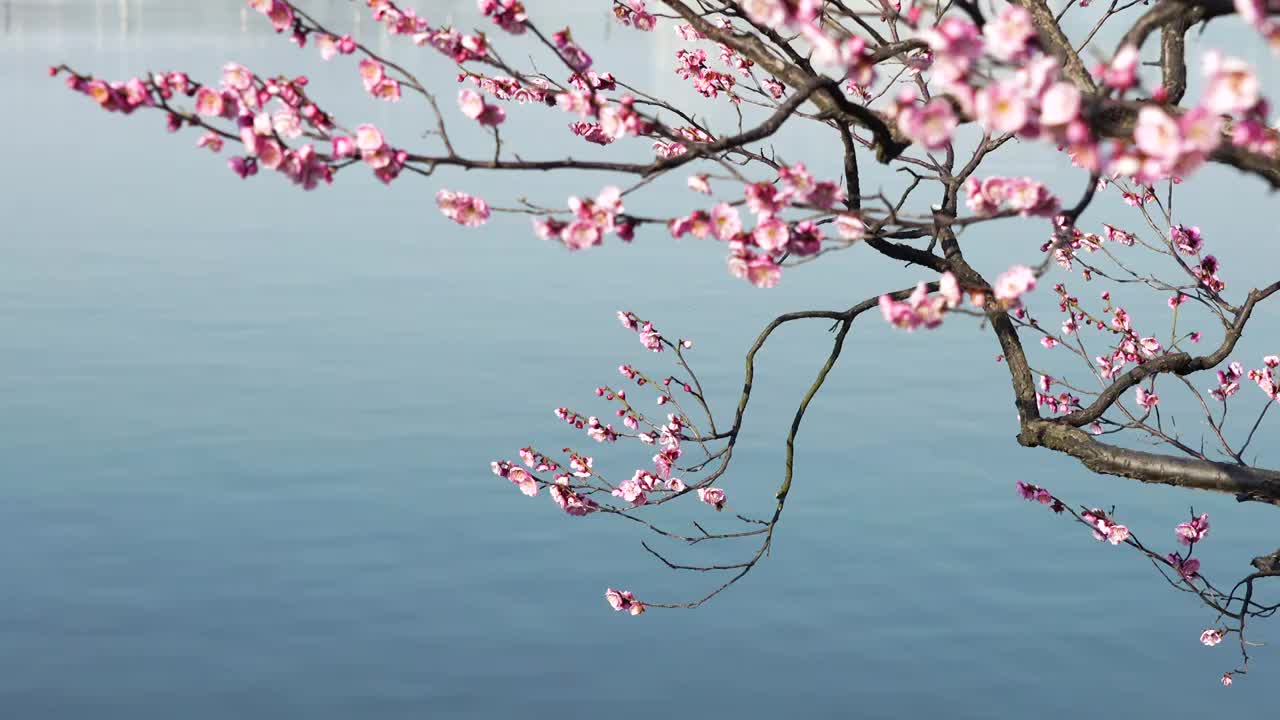 春暖花开，春天南京玄武湖畔的梅花和湖水风光视频下载