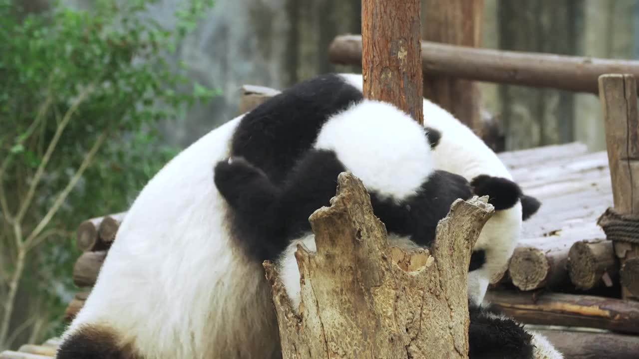 可爱的大熊猫幼崽和妈妈一起玩耍视频素材