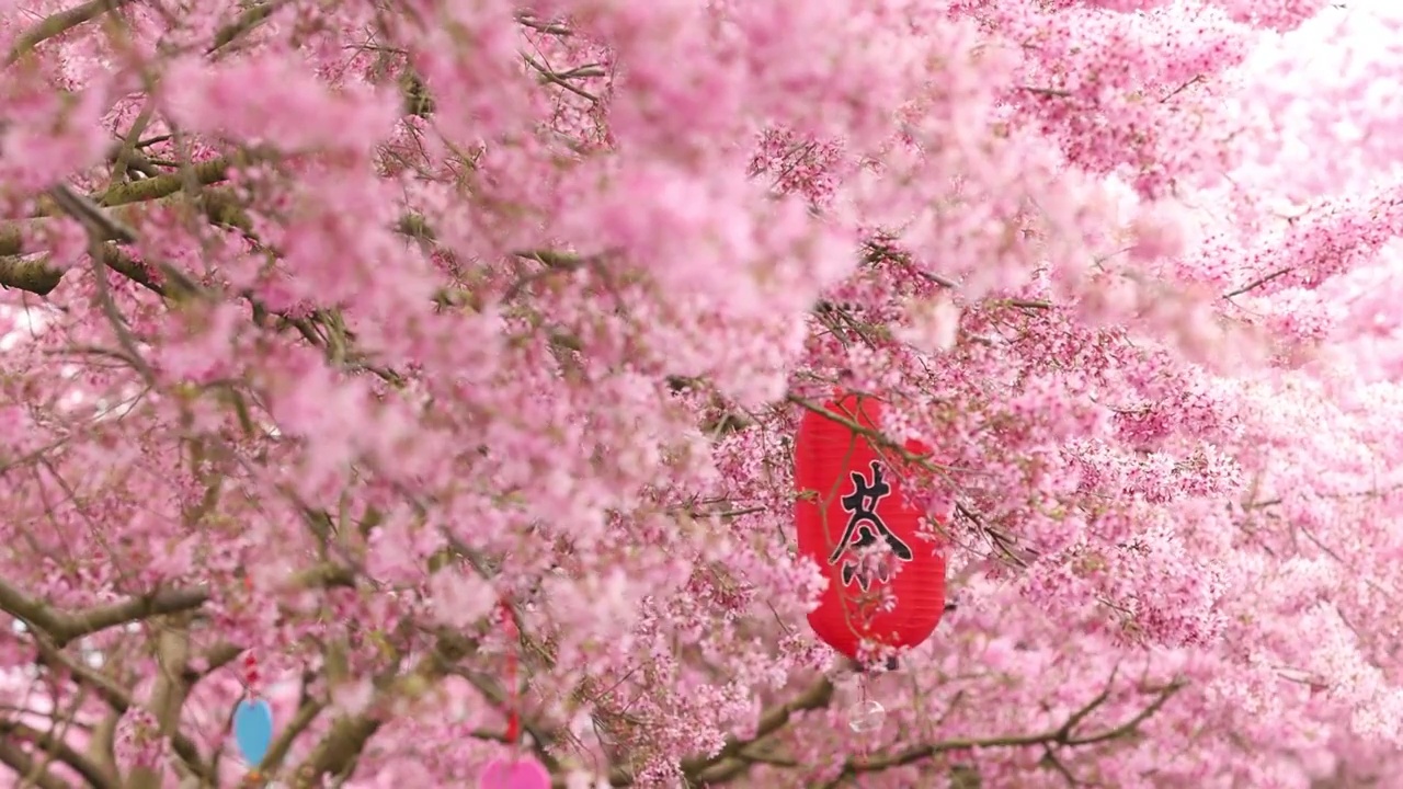 粉红色樱花盛开视频下载