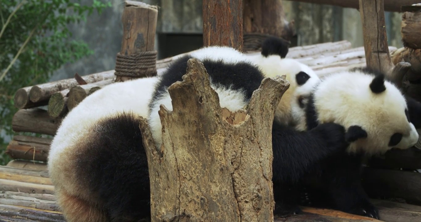 顽皮的大熊猫幼崽在树洞里玩耍视频素材