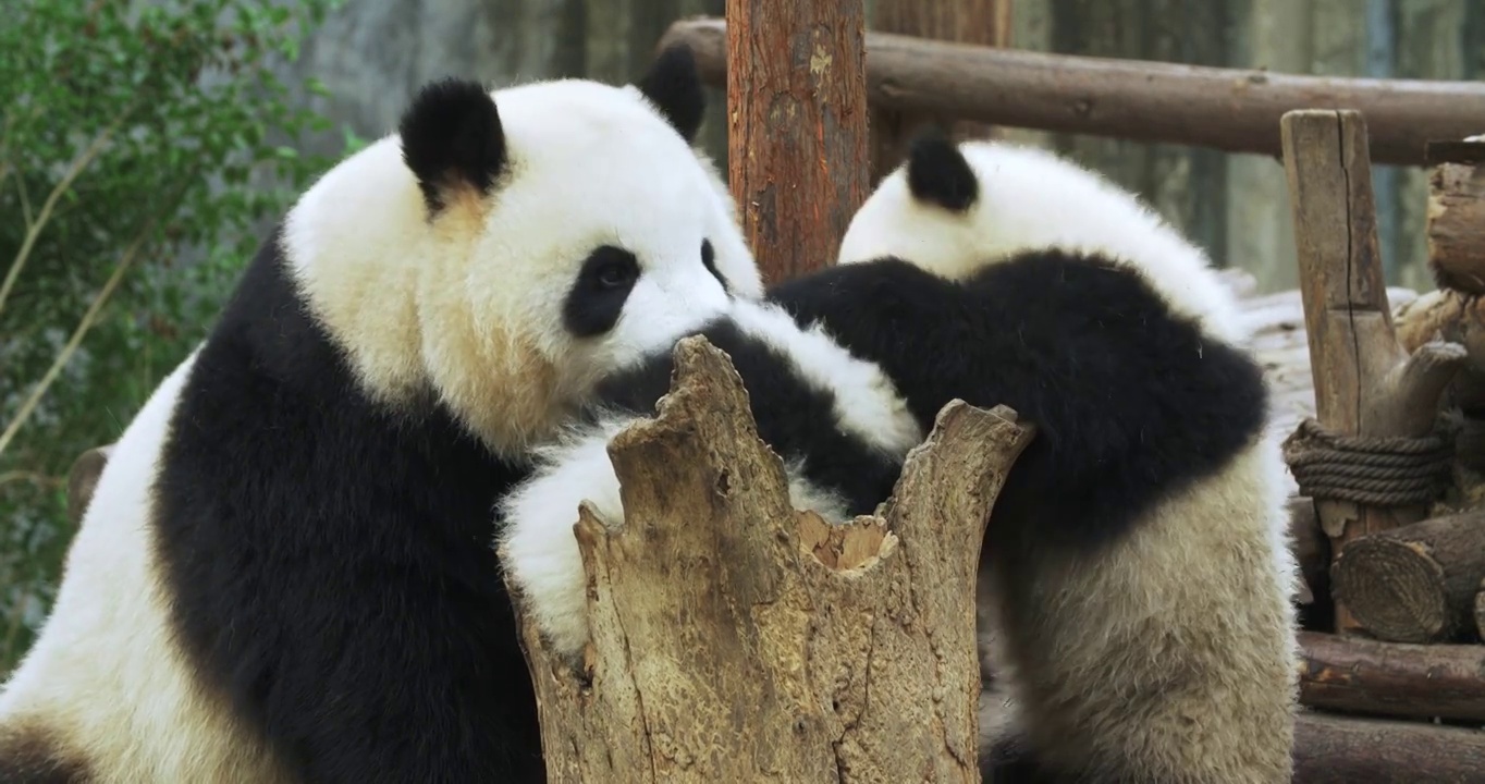 可爱大熊猫一家人在一起玩耍视频下载