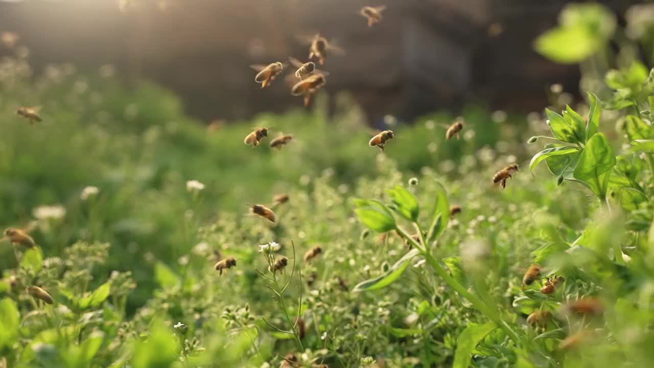 春天的田野里蜜蜂飞舞慢镜头视频下载