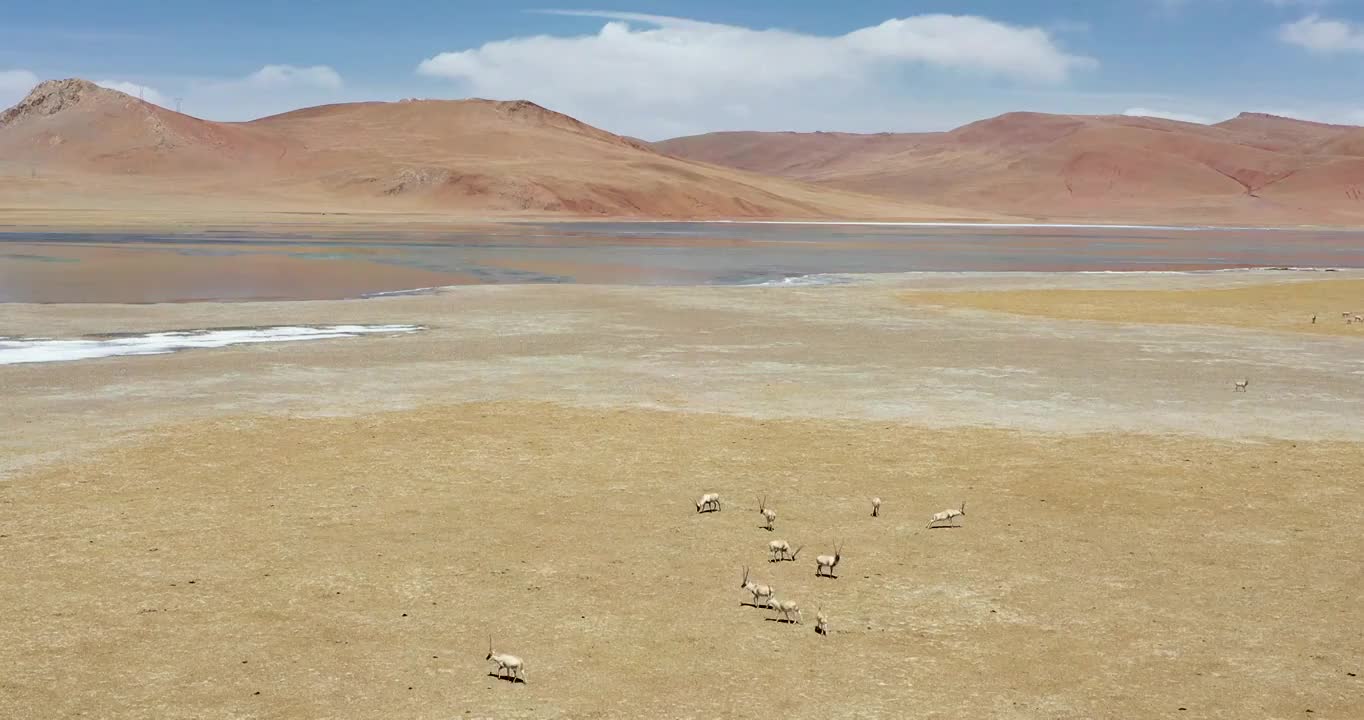 西藏那曲：行走藏北，偶遇藏羚羊视频下载