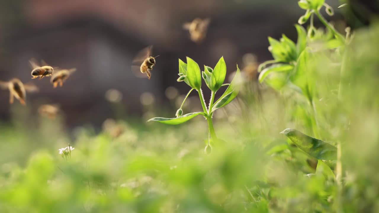 春天的田野里蜜蜂飞舞慢镜头视频素材