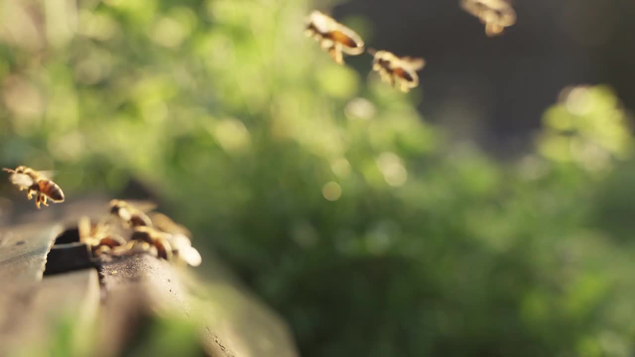 春天的田野里蜜蜂飞舞慢镜头视频素材