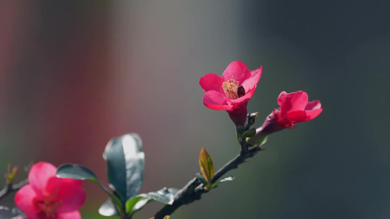 海棠花上的小蜜蜂视频素材