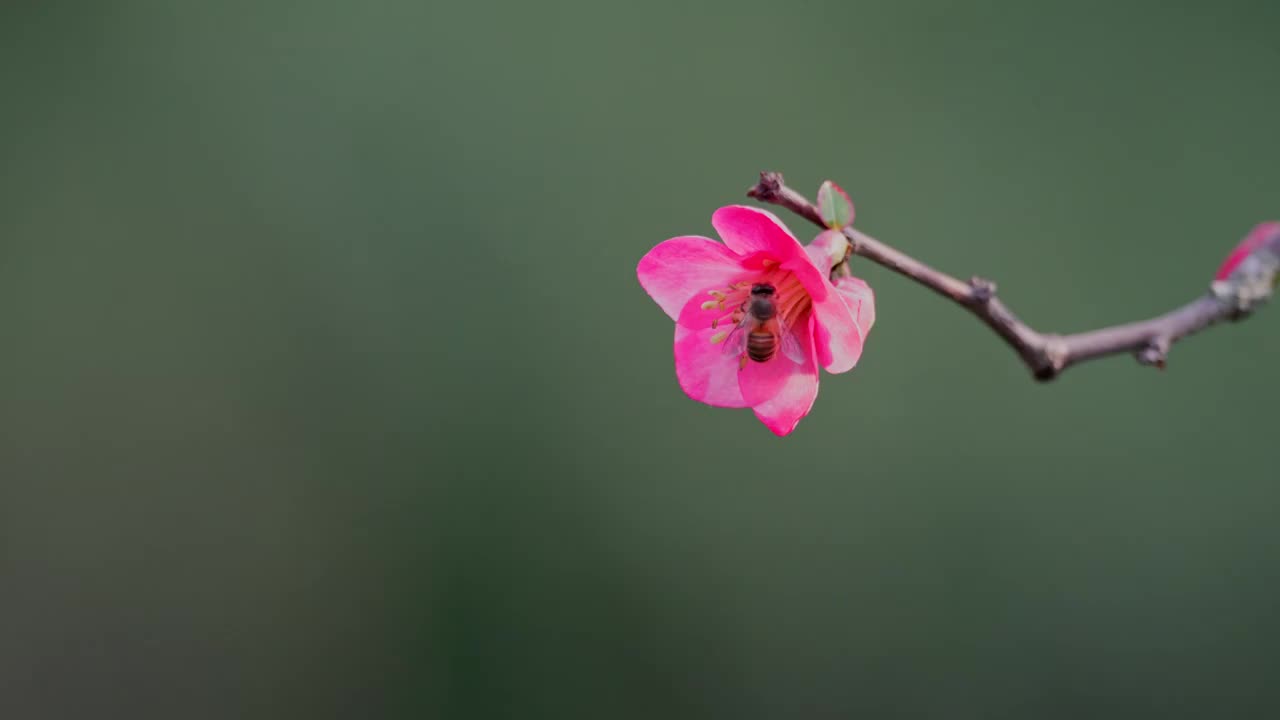 海棠花上的蜜蜂采蜜忙视频素材