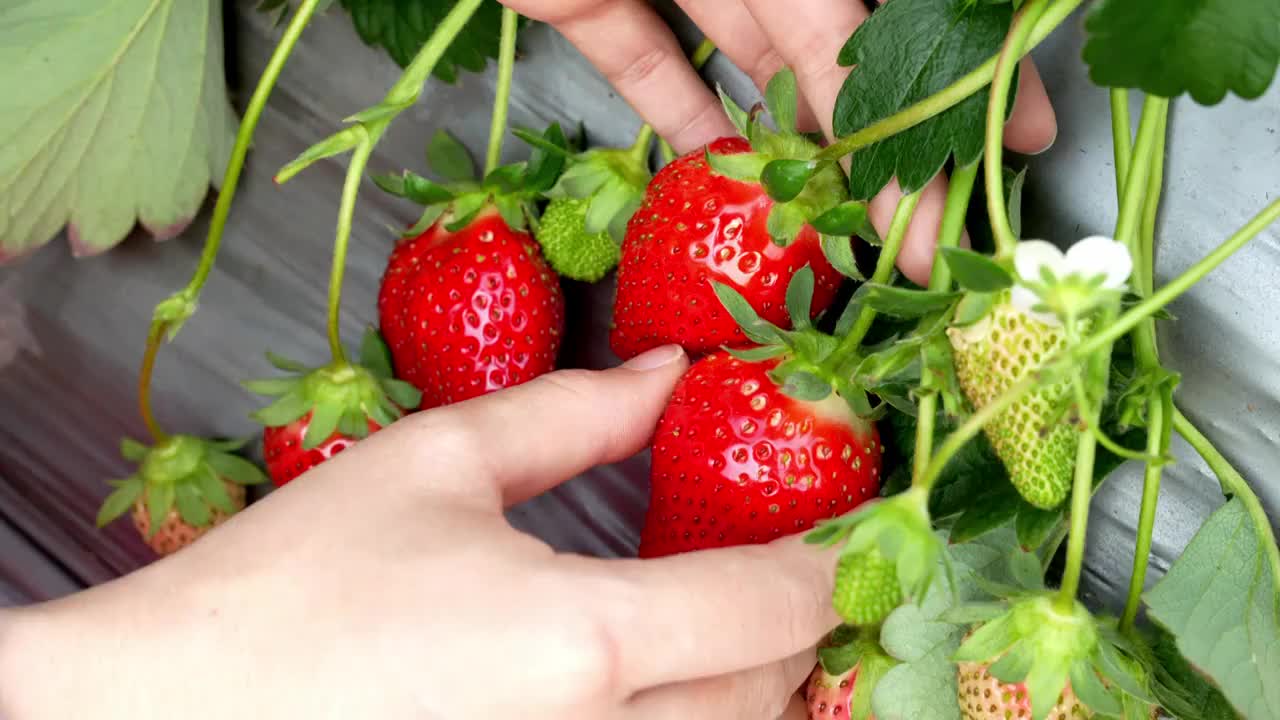 草莓大棚采摘草莓视频下载