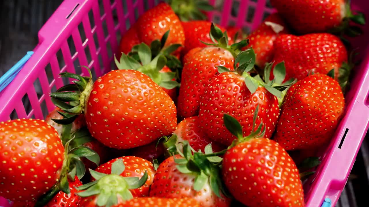 草莓大棚采摘草莓视频下载