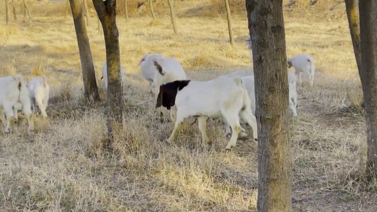 牧民带着一群绵羊山羊在草地吃草视频素材
