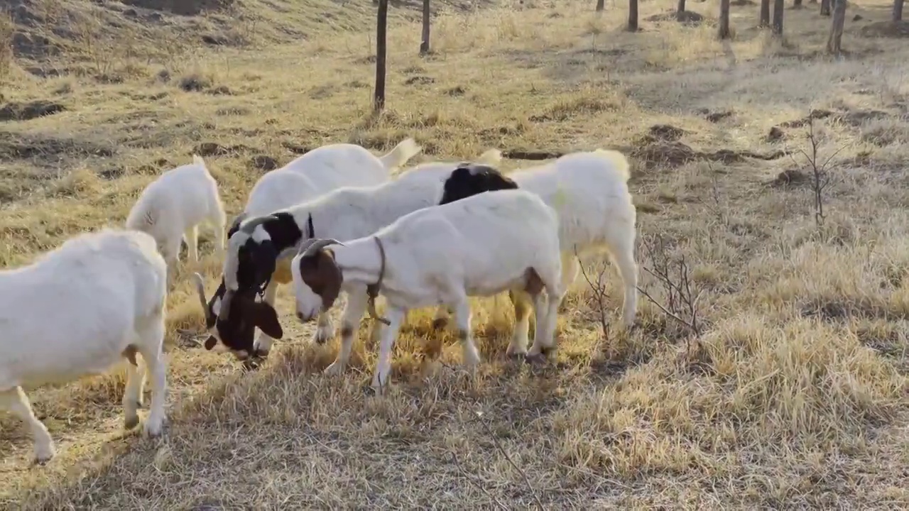 牧民带着一群绵羊山羊在草地吃草视频素材