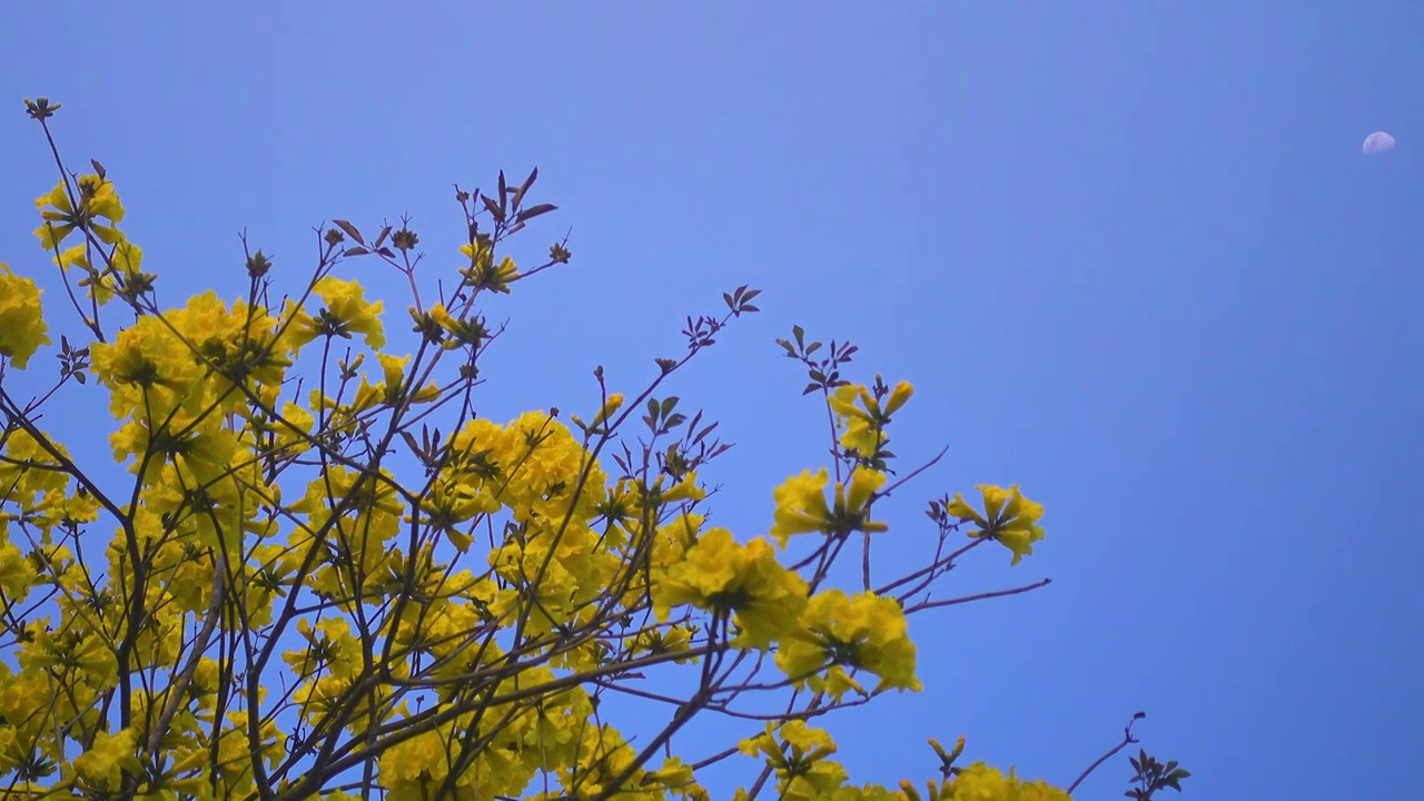 春天黄花风铃木和蓝天月亮背景视频素材