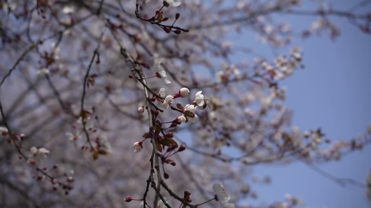 春天树上采蜜的蜜蜂视频下载